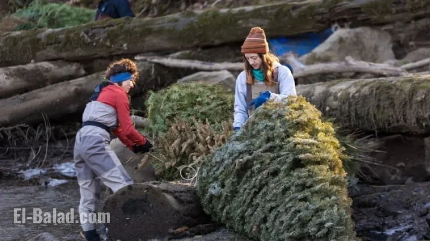 Oregon Christmas Trees Recycled as Salmon Habitat