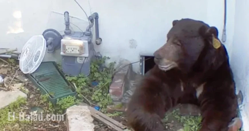Bear Eludes Capture Under Altadena Home; Trap Snags Wrong One