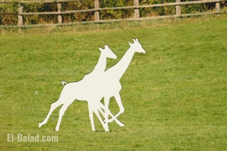 Alicia Silverstone Leads Call for Answers on Missing Baby Giraffes