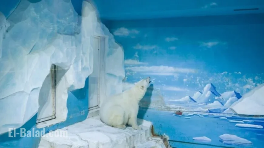 Bold Women, Comfort Soups, Solo Bear: Goats and Soda on NPR