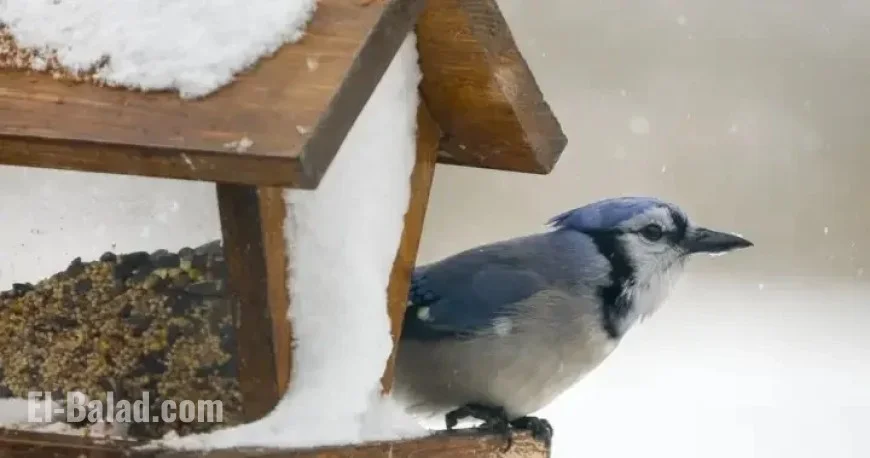 Canada Issues Multiple Winter Storm and Freezing Rain Warnings