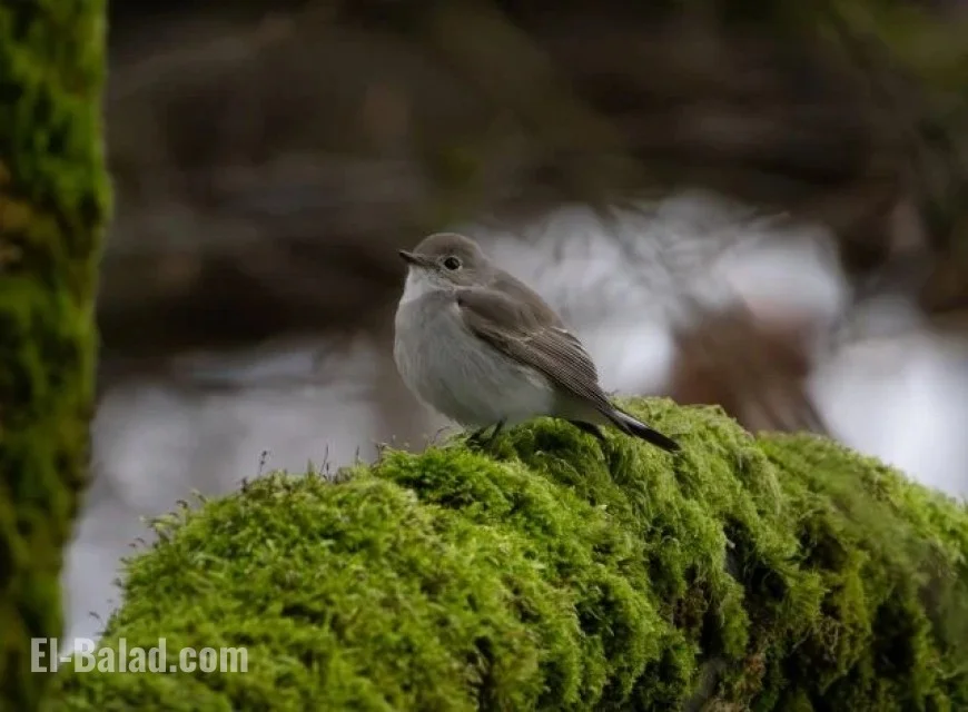 Rare Taiga Flycatcher Spotted in Vancouver: A Once-in-a-Generation Sighting