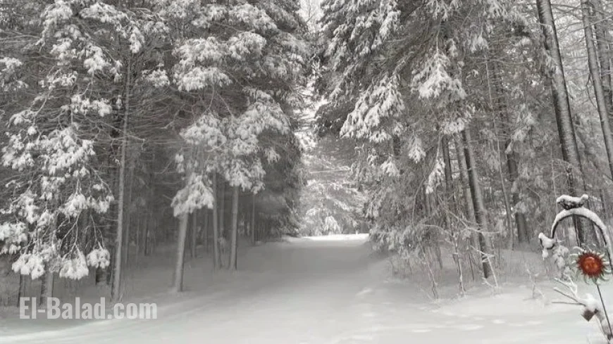 Sunday Snowfall: Reports and Updates