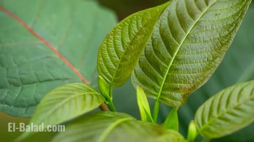 Kratom Sparks Intense Public Health Debate
