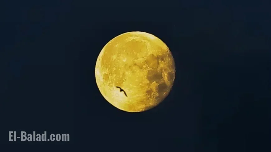 “Start 2026 with a Stunning Wolf Supermoon”