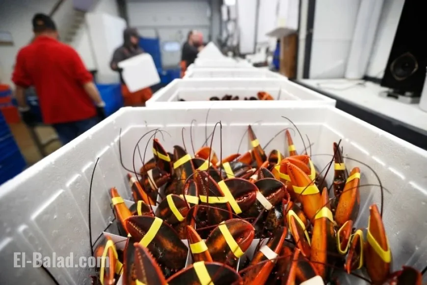 $400K Lobster Shipment Hijacked on Way to Costco