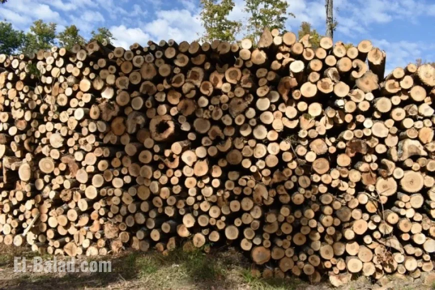 Mass Timber Surge Could Revitalize Wisconsin’s Forest Industry