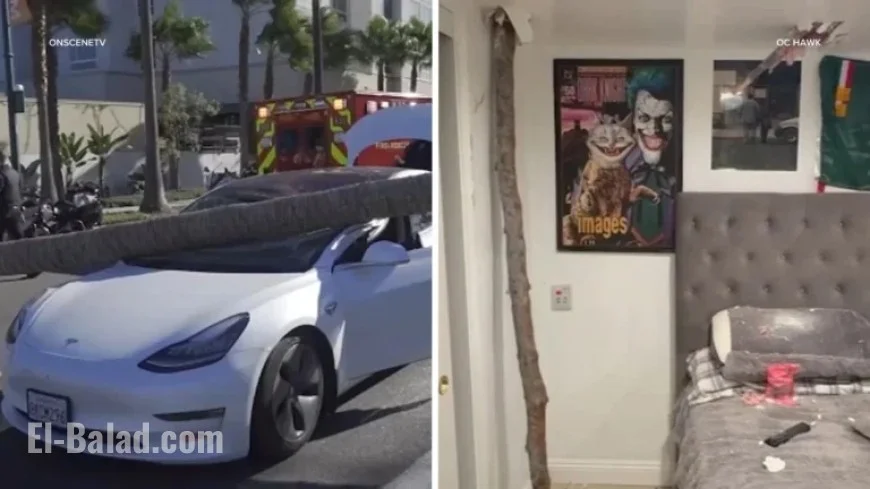 Santa Ana Winds Topple Trees, Cause Damage Across Southern California