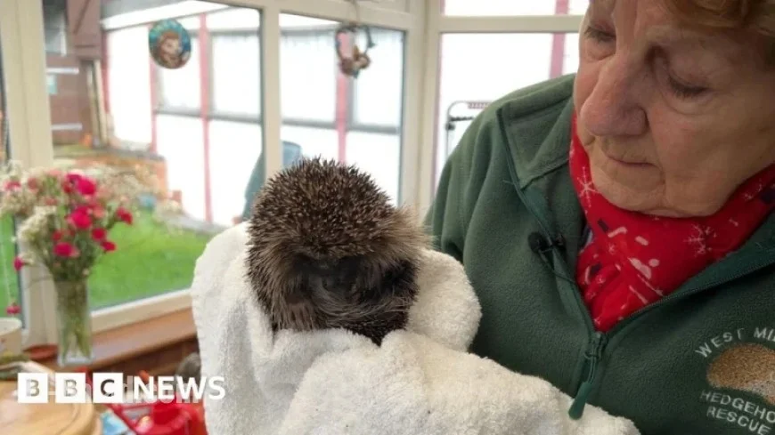 Rescuing Garden Hedgehogs: A 25-Year Commitment to Wildlife Conservation