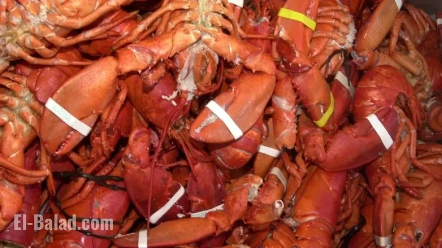 Lobsters Worth $400K Stolen from Massachusetts Warehouse