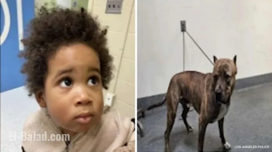 Los Angeles Police Seek Public’s Help Identifying Boy Found in Stolen Car