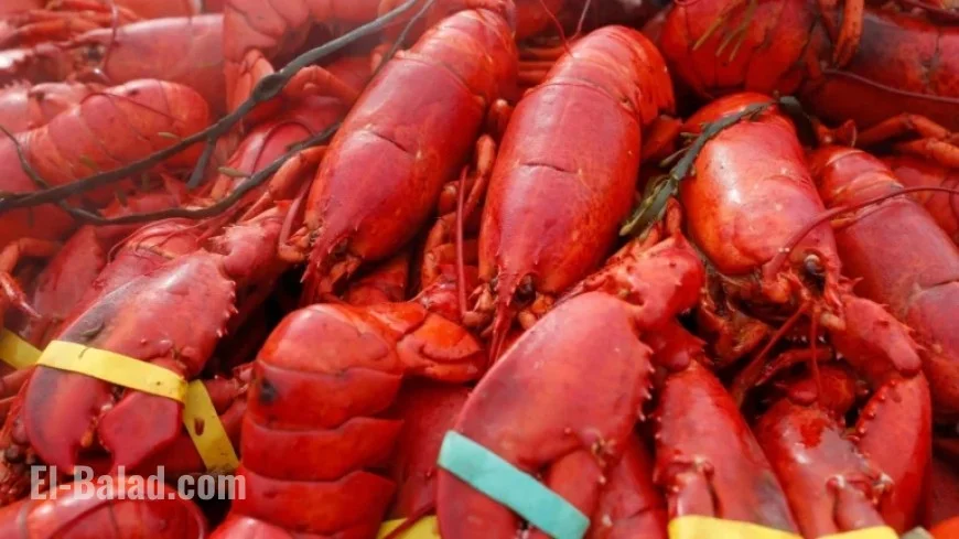 Thieves Steal $400,000 in Lobster, Crab, and Oysters in New England