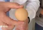 Search Begins for Spherical Egg in Global Cup Competition