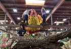 Phoenix Float Embodies Hope at Rose Parade: NPR