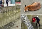 Fox Saved from 25-Foot Tank at Water Treatment Facility