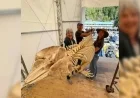 Whale Center in B.C. Restores Skeleton Collection After Devastating Fire