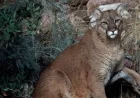 Colorado Sees First Fatal Mountain Lion Attack Since 1999