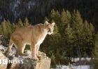 Suspected Mountain Lion Attack Claims Woman’s Life