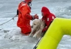 Rhode Island Firefighters Rescue Yellow Lab from Icy Pond on New Year’s Day