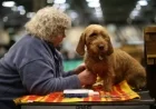 American Kennel Club Adds Three New Dog Breeds