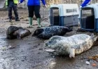 Devon Seal Pups Thriving as Rescue Season Sends Them Home