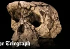 Seven-Million-Year-Old Walking Ape Discovered as Earliest Human Ancestor