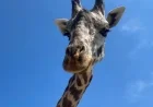 Tragic Accident Claims Life of Beloved Giraffe Born at Greenville Zoo
