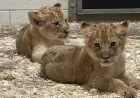 Name the New Lion Cubs at Turtle Back Zoo Today