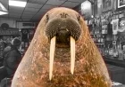 Walrus Penis Stolen from N.J. Cheesesteak Landmark, Owner Outraged