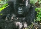 Rare Mountain Gorilla Twins Born in Congo Park