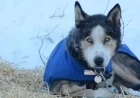 Yukon Quest Sled Dog Race Canceled, Former Board Members Announce