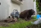 Bear Evicted After Months Under Altadena Home