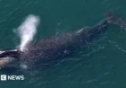 Extraordinary Sighting: Donegal Whale Spotted in US Coastal Waters