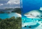 Shark Attack Claims Life of Minnesota Woman in US Virgin Islands