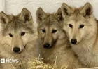 DNA Test Uncovers Mystery Behind Wolf-Type Dogs