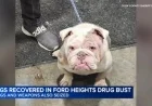 Cook County Seizes 18 Dogs in Ford Heights Drug Bust