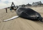 Humpback Whale ‘Oil Change’ Found Dead on Delaware Coast