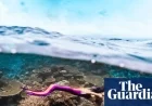 Merpeople Transformation: ‘Wearing the Tail Changed My Life Forever’