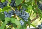 Egypt Launches Major Blueberry Cultivation in Wadi El-Natrun