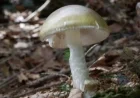 California Faces Major Death Cap Mushroom Outbreak: Deaths and Hospitalizations Reported