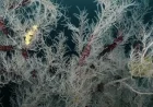 Centuries-Old Coral Discovery Sets New Record in New Zealand