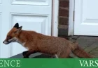 Are Urban Foxes Self-Domesticating in Cities?