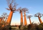 Madagascar’s Avenue of the Baobabs Showcases Majestic ‘Mother of the Forest’ Trees