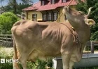 Rare Tool-Using Cow Astonishes Scientists