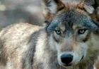 Colorado Halts Plans to Reintroduce Gray Wolves This Winter, Officials Declare