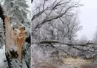 Meteorologists Alert: Brutal Cold Snap May Cause ‘Exploding Trees’ with Subzero Temperatures