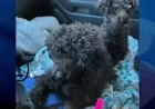 $5k Reward Announced for Rescue of Abandoned Poodles in Colchester Cold