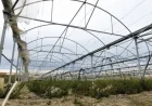 Strong Winds Devastate Greek Greenhouses, Impacting Growers