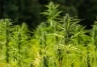 Bipartisan Bill Proposes Hemp Regulation, Reversing Trump’s Ban