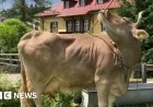 Cow Surprises Scientists by Using Tools Innovatively